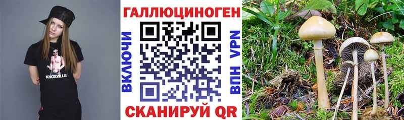 Галлюциногенные грибы Psilocybe  Петрозаводск 